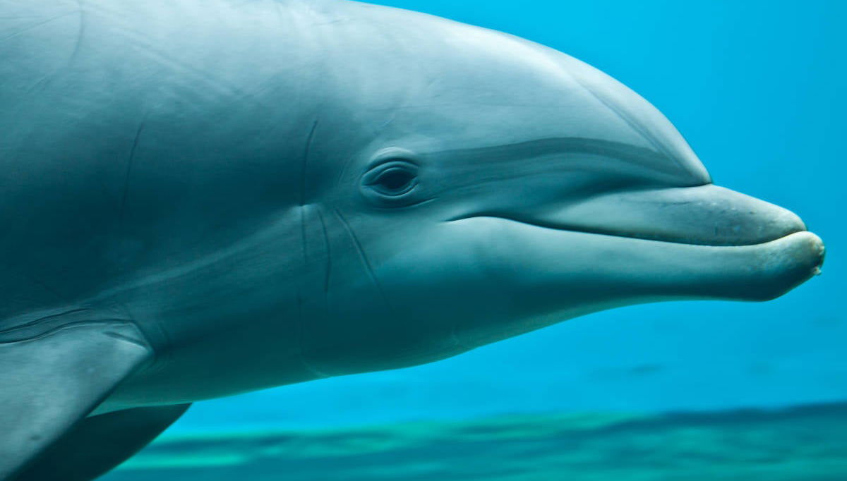 Entrada al Acuario de Génova + Paseo en barco con avistamiento de cetáceos - Foto 1