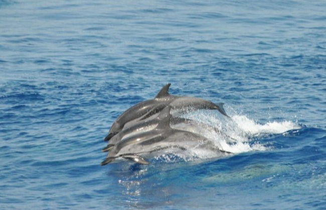 Entrada al Acuario de Génova + Paseo en barco con avistamiento de cetáceos - Foto 2