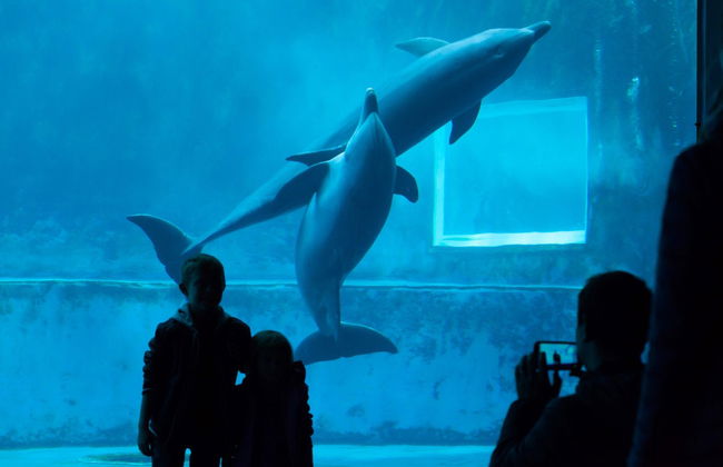 Genoa Aquarium Ticket + Dolphin Watching - Photo 7