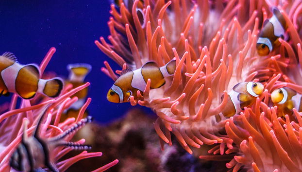 Entrada al Acuario de Génova + Paseo en barco con avistamiento de cetáceos - Foto 3