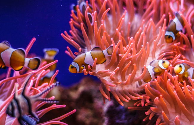 Entrada al Acuario de Génova + Paseo en barco con avistamiento de cetáceos - Foto 3