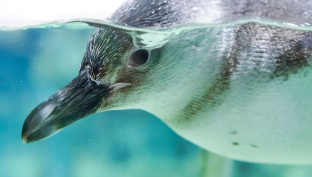 Entrada al Acuario de Génova + Paseo en barco con avistamiento de cetáceos - Foto 4