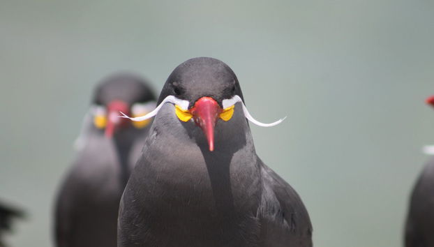 Balade en bateau privé depuis Callao - Photo 4