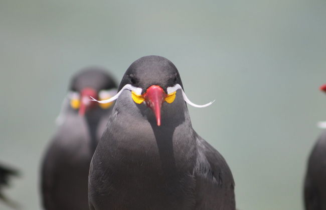 Private Boat Trip from Callao - Photo 4