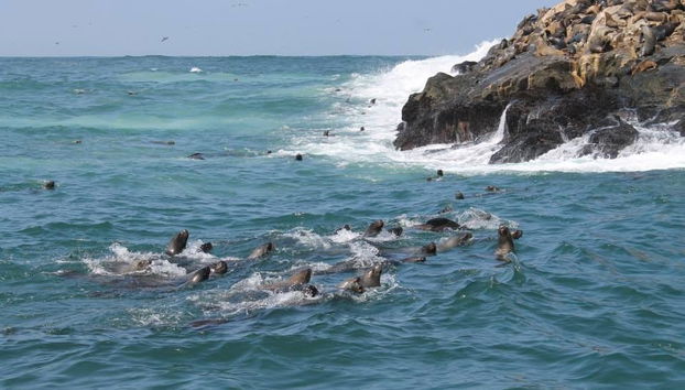 Balade en bateau privé depuis Callao - Photo 3