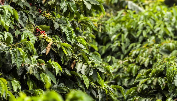 Tour do café de bicicleta - Foto 5