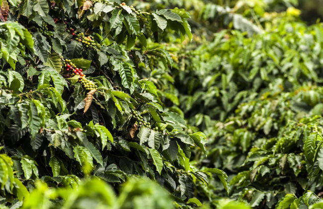Tour do café de bicicleta - Foto 5