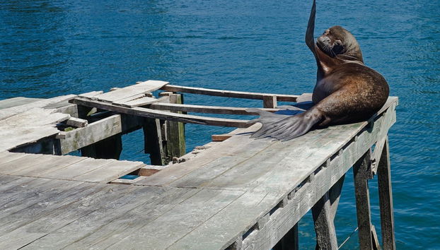 Valdivia Private Excursion - Foto 3