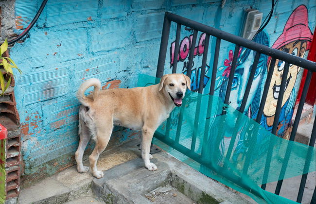 Tour completo di Medellín - Foto 4