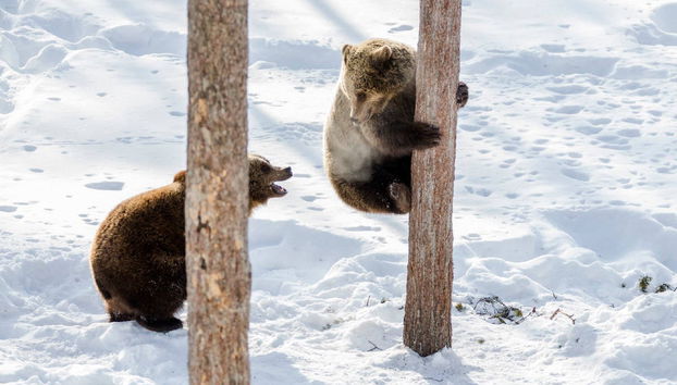 Ranua Wildlife Park Trip - Photo 3