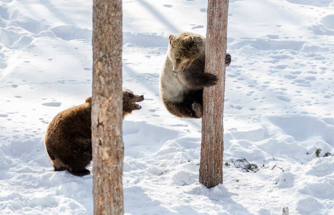 Excursion au zoo de Ranua - Photo 3