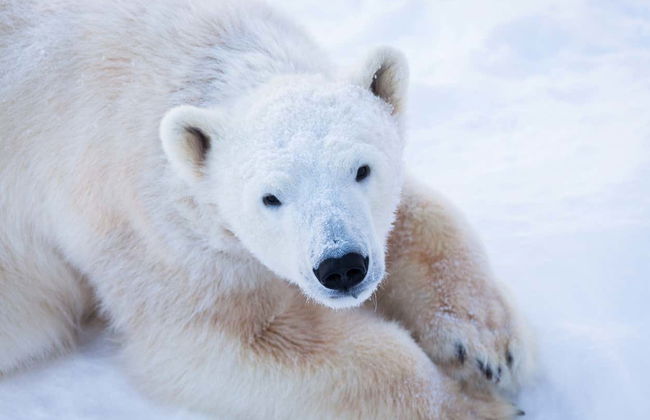 Ranua Wildlife Park Trip - Foto 2