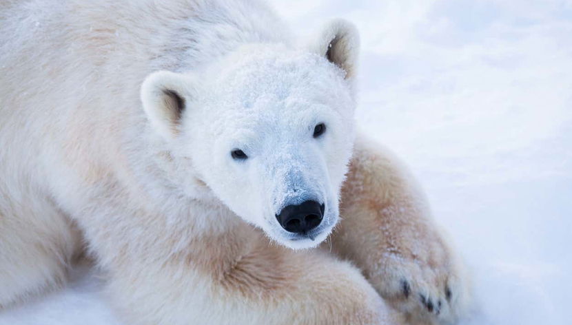 Ranua Wildlife Park Trip - Foto 2