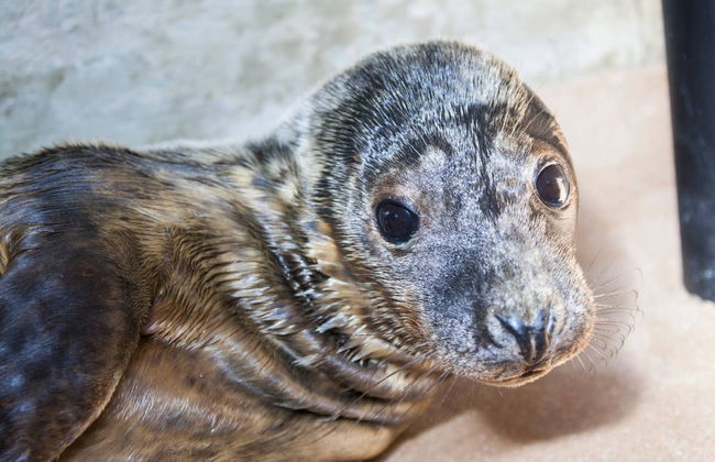 Excursion au zoo de Ranua - Photo 6