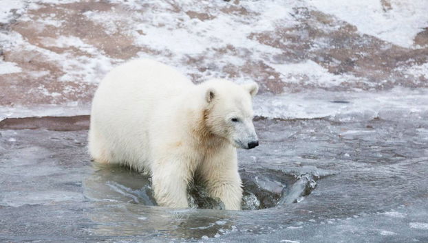 Ranua Wildlife Park Trip - Photo 2