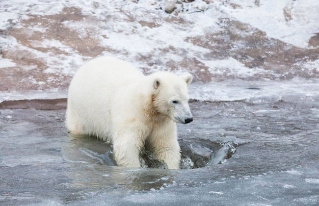 Excursion au zoo de Ranua - Photo 2