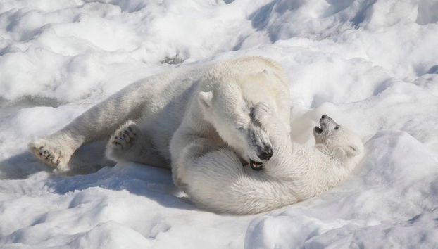 Ranua Wildlife Park Trip - Photo 4