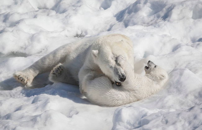 Excursion au zoo de Ranua - Photo 4