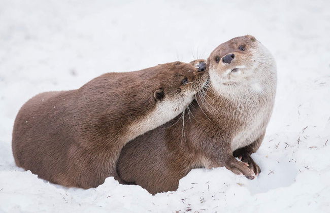 Excursion au zoo de Ranua - Photo 1
