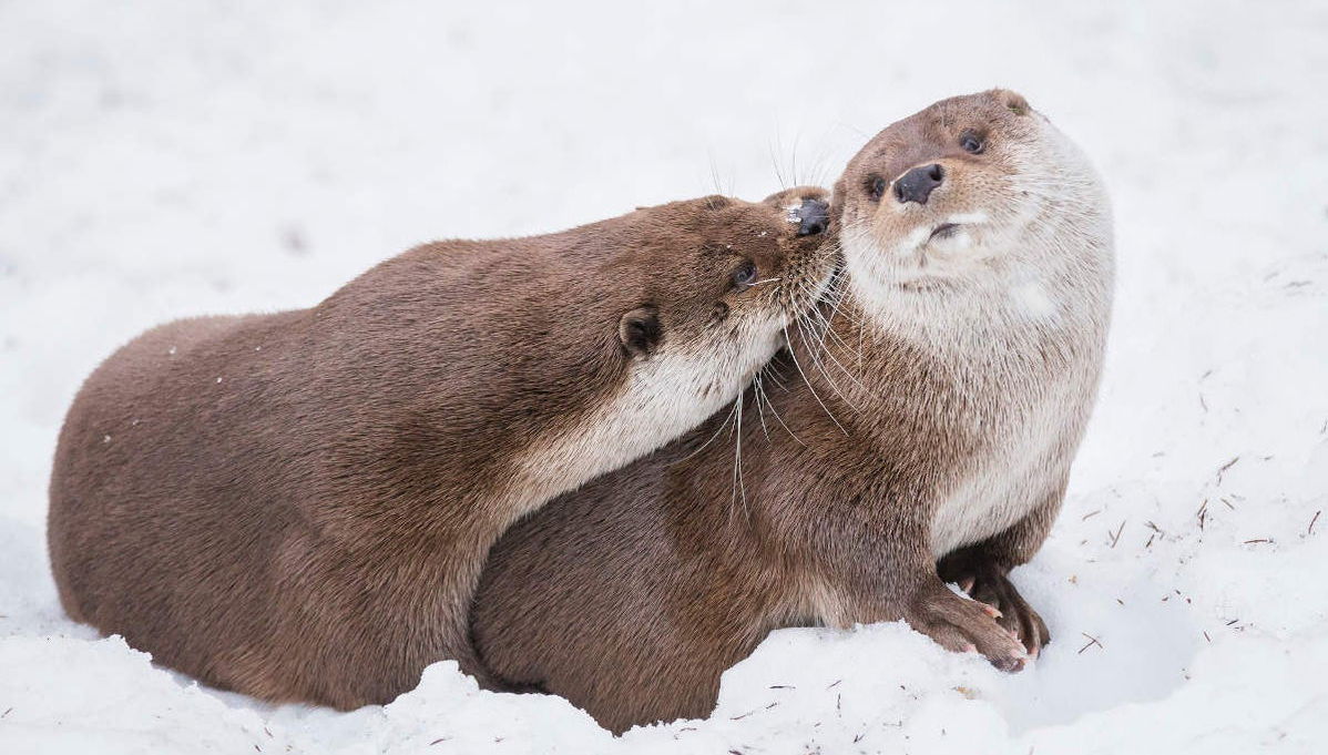 Ranua Wildlife Park Trip - Photo 1