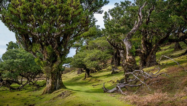 Escursione al nord di Madeira in 4x4 + Piscine di Porto Moniz - Foto 2