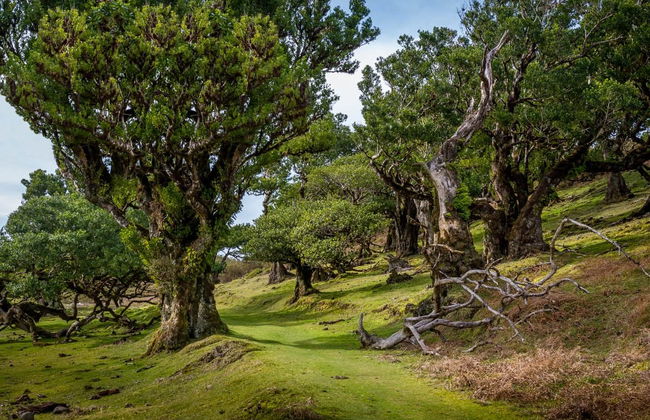 Escursione al nord di Madeira in 4x4 + Piscine di Porto Moniz - Foto 2
