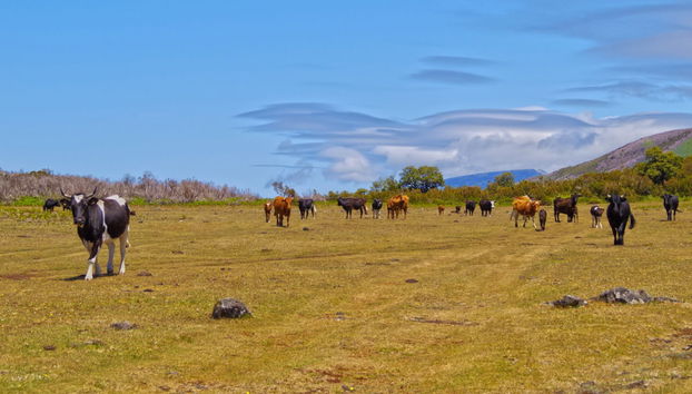 West Madeira Tour - Foto 4