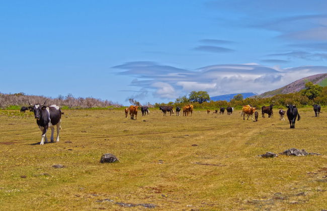 West Madeira Tour - Foto 4