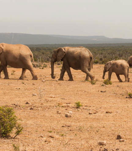 Foto - Safari privato nel Parco nazionale di Tsavo East