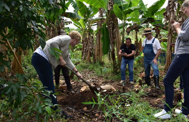 Excursión a Pereira + Visita a una finca de plátanos - Foto 3