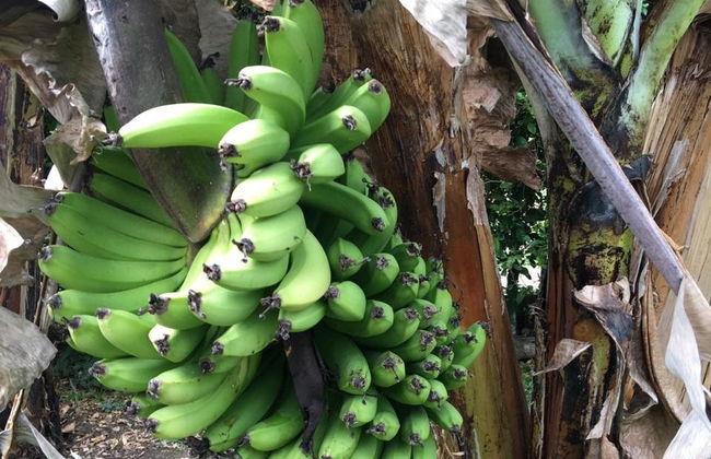 Excursión a Pereira + Visita a una finca de plátanos - Foto 4