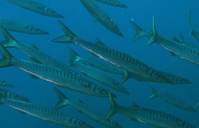 Bautismo de buceo en Las Negras - Foto 6