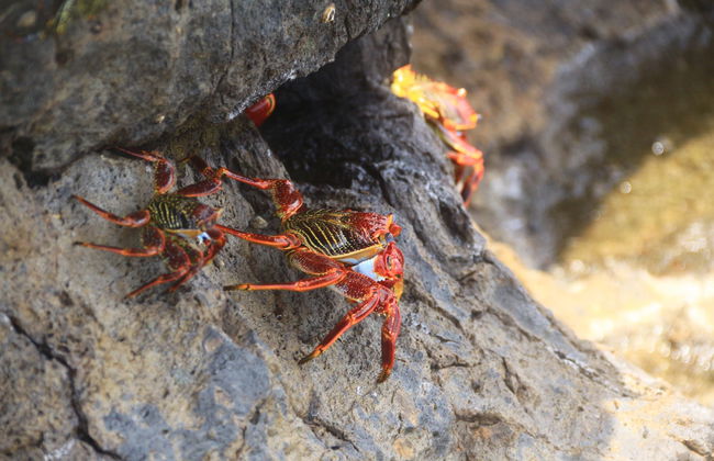 Trilha dos mirantes da Pedra Alta e Pontinha + Piscinas naturais - Foto 3