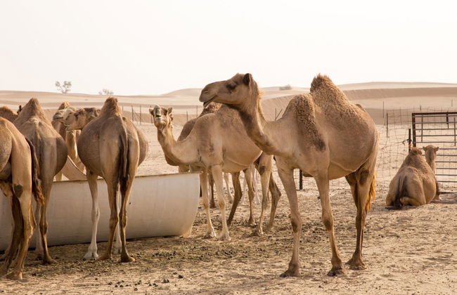 Paseo en camello por el desierto - Foto 6