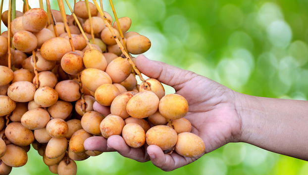 Desert Safari y visita a una granja de camellos - Foto 4