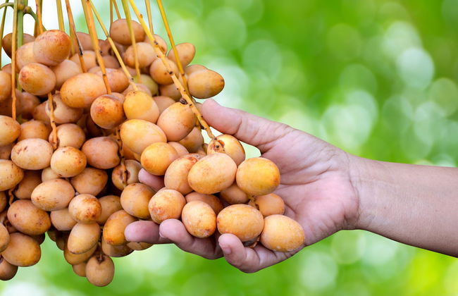 Desert Safari y visita a una granja de camellos - Foto 4