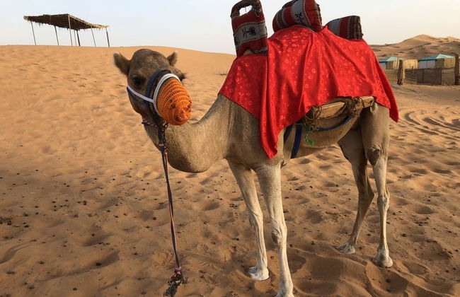Desert Safari y visita a una granja de camellos - Foto 6