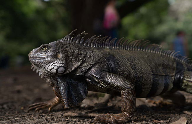 Jardín Waterfall Hiking Tour - Foto 6