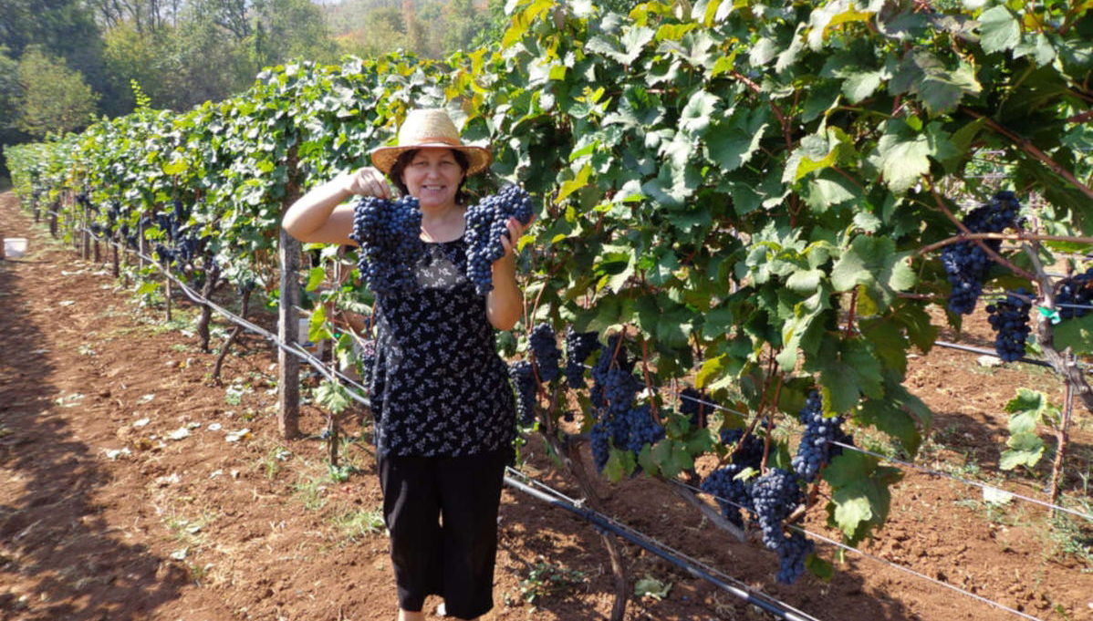 Zeta Plain Wine Tour - Photo 1