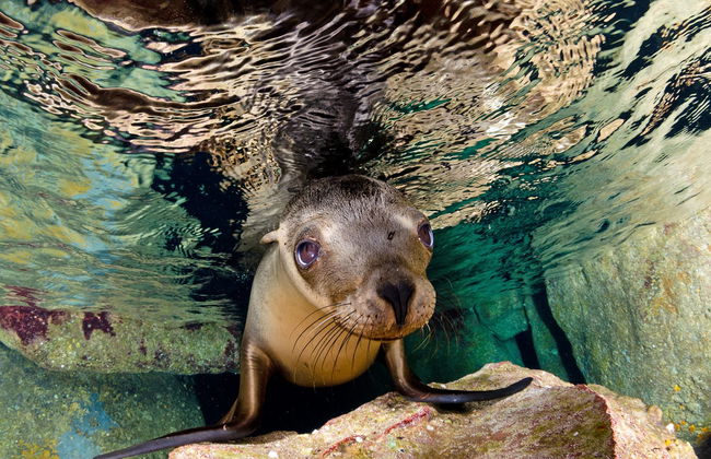 Escursione alla spiaggia Balandra + Bagno con i leoni marini - Foto 8