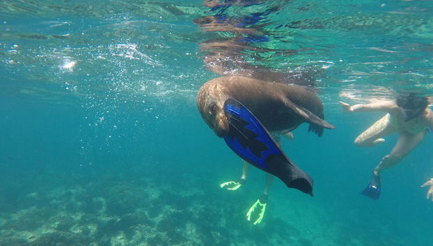 Excursión a la playa Balandra + Nado con lobos marinos - Foto 5