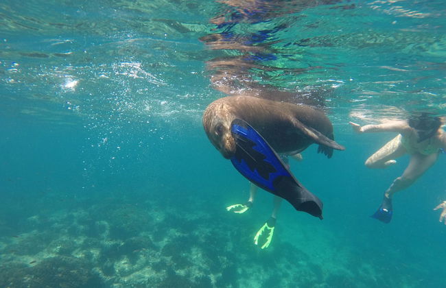 Excursión a la playa Balandra + Nado con lobos marinos - Foto 6