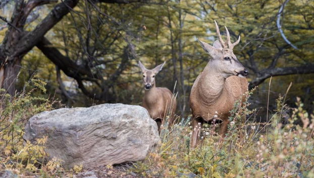 Senderismo por la Laguna Torre - Foto 3