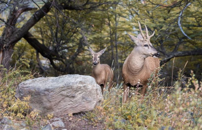 Senderismo por la Laguna Torre - Foto 3