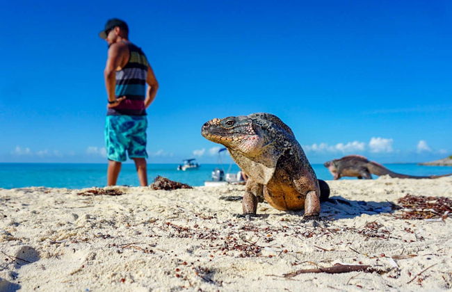 Excursão à Ilha dos Porcos - Foto 7
