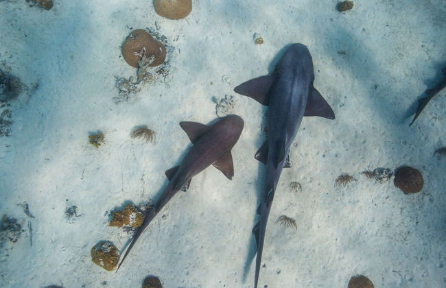 Excursão à Ilha dos Porcos - Foto 4