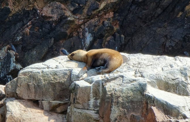 Excursão às ilhas Ballestas e Reserva Nacional de Paracas - Foto 4