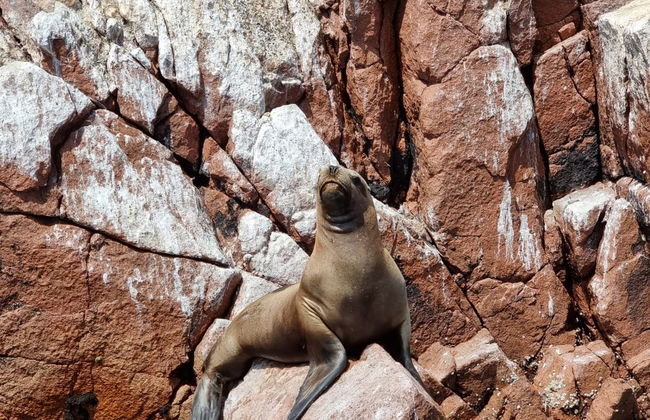 Excursão às ilhas Ballestas e Reserva Nacional de Paracas - Foto 3