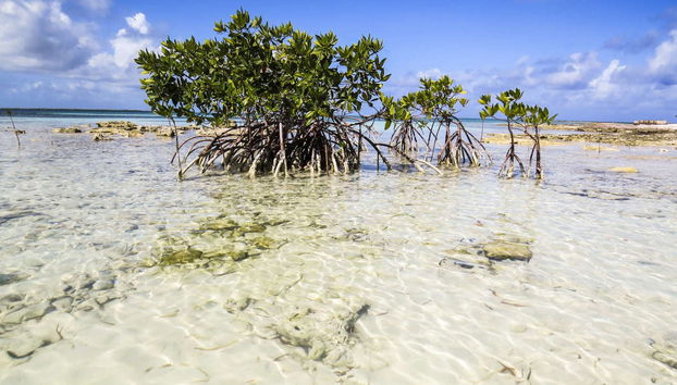 Cayo Santa María Private Day Trip - Photo 5