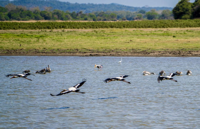 Minneriya National Park Private Safari - Foto 3